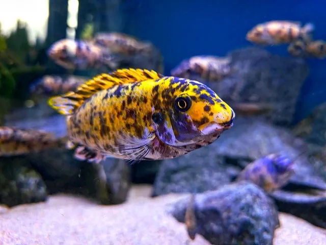 Labeotropheus trewavasae 'Lundo Island'
